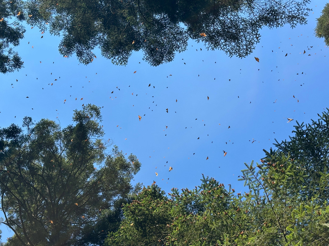 Azteca Travel Tours Art-墨西哥城必去景点