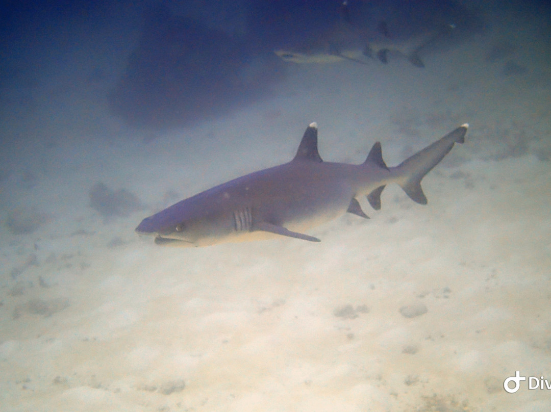 Himmafushi Scuba Adventure-Himmafushi Island必去景点