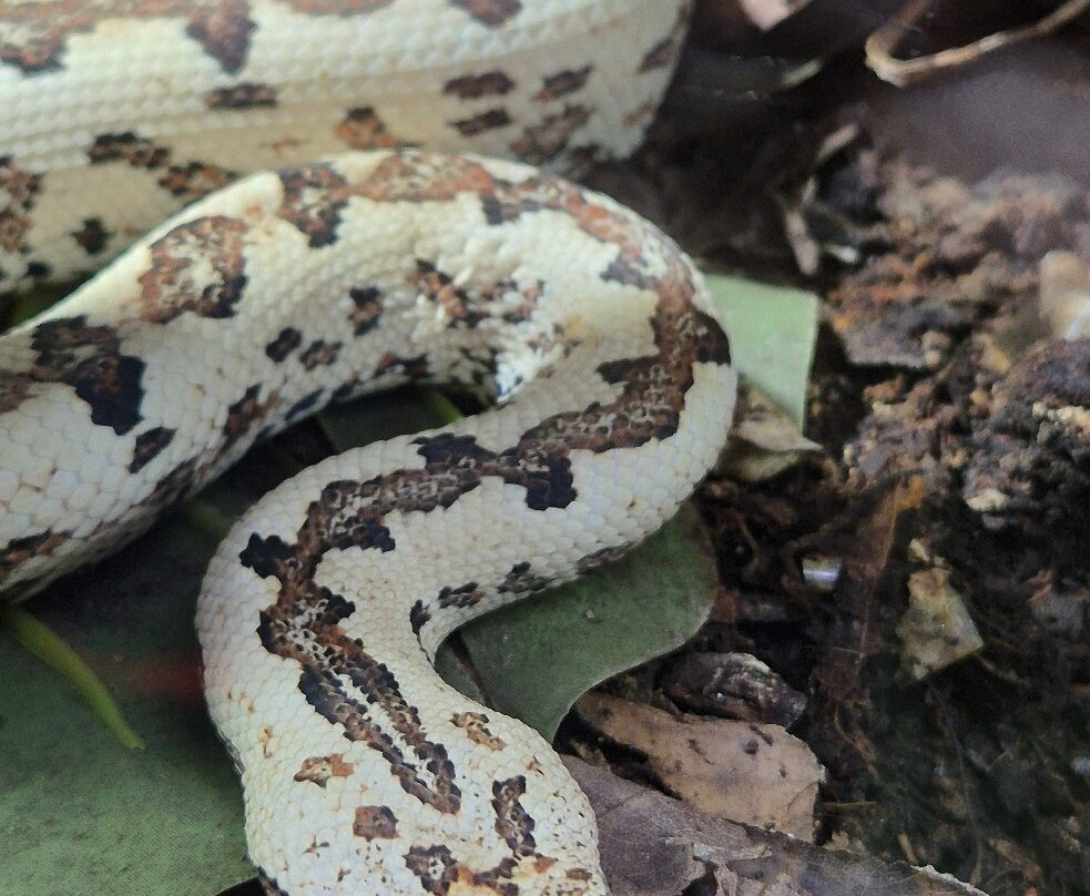 Snakeroom Serpentarium-福恩吉罗拉必去景点