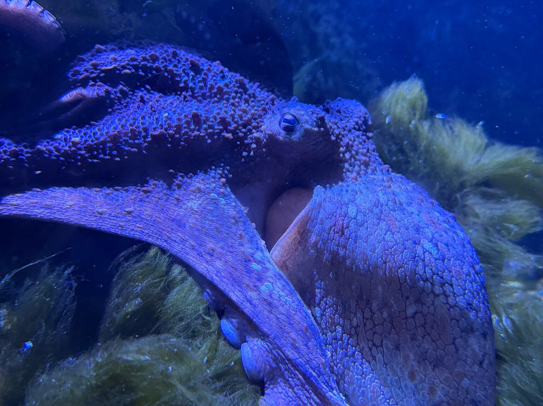 Aquarium de Biarritz-比亚里茨必去景点