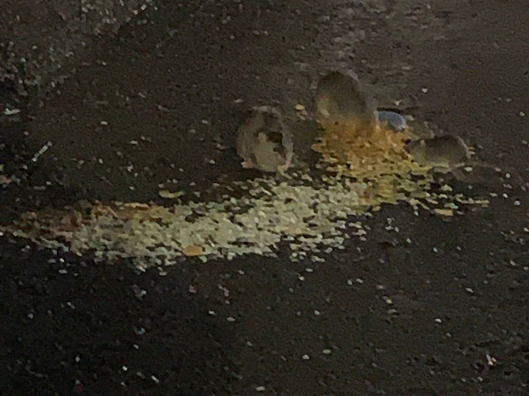 Travelodge Chippenham Leigh Delamere M4 Eastbound主图