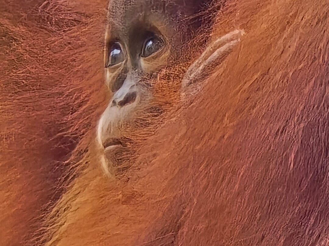 Tanjung Puting Borneo Tour-Pangkalan Bun必去景点