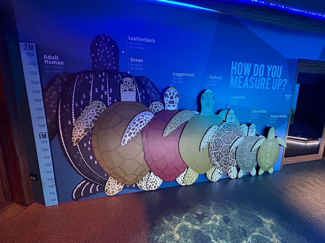 Mon Repos Turtle Encounter-邦德堡必去景点