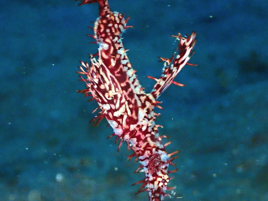 黑沙潜水疗养酒店主图