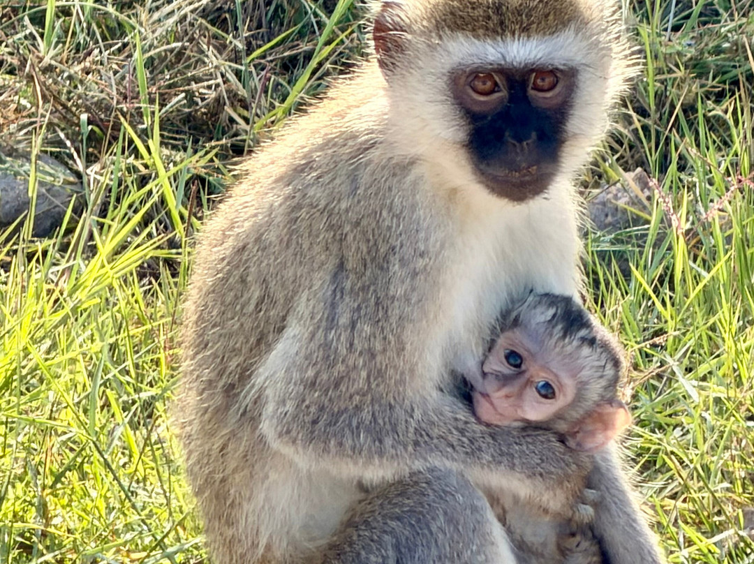 Essenia Safari Experts-内罗毕必去景点