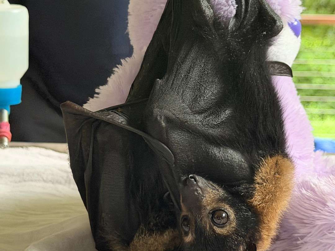 The Bat Hospital Visitor Centre- 阿瑟顿必去景点