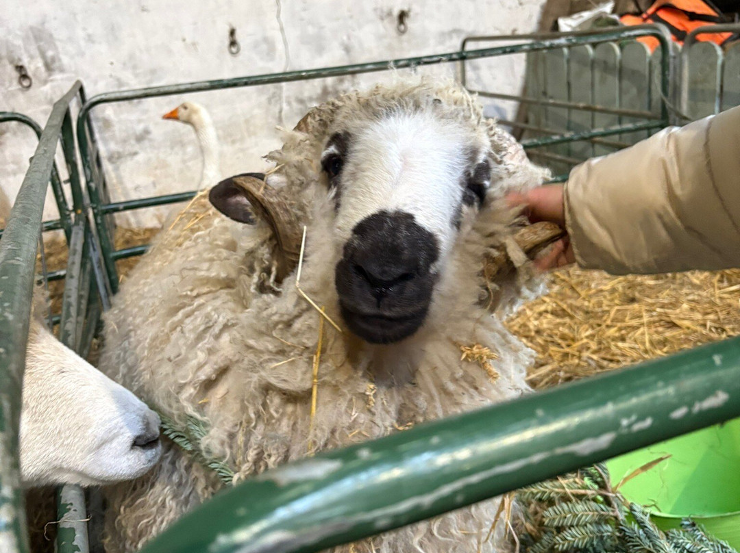 Kinedale Donkeys-Ballynahinch必去景点