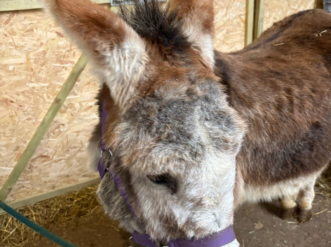 Kinedale Donkeys-Ballynahinch必去景点
