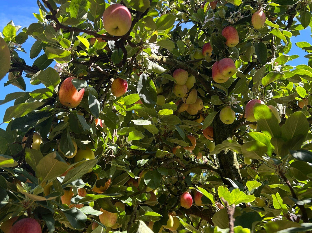 Hotel Vinícola Davo主图