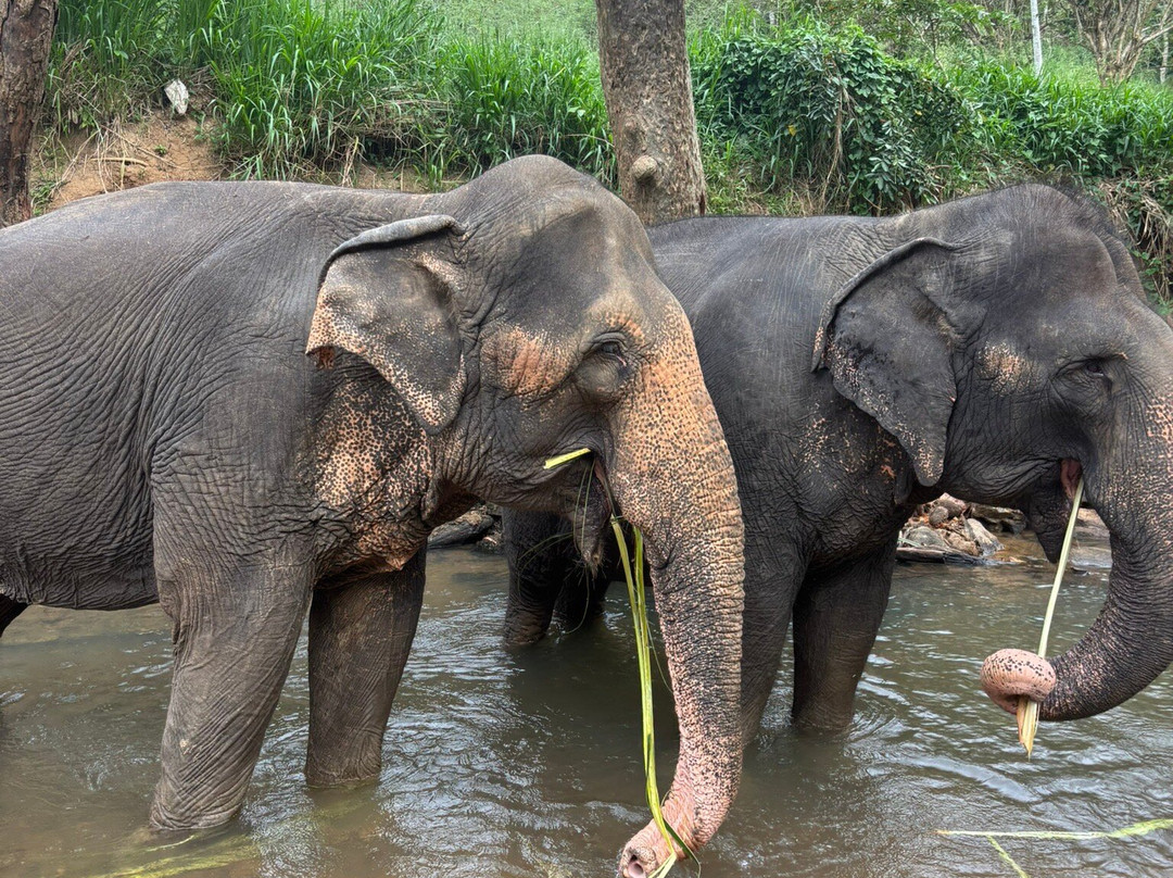 Elephant Freedom Project-凯格勒 必去景点