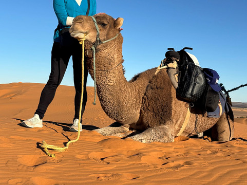 Tarla Tours-卡萨布兰卡必去景点
