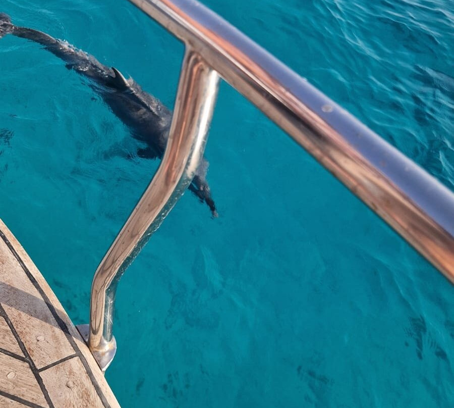 Delfinausflug Mit MO-赫尔格达必去景点