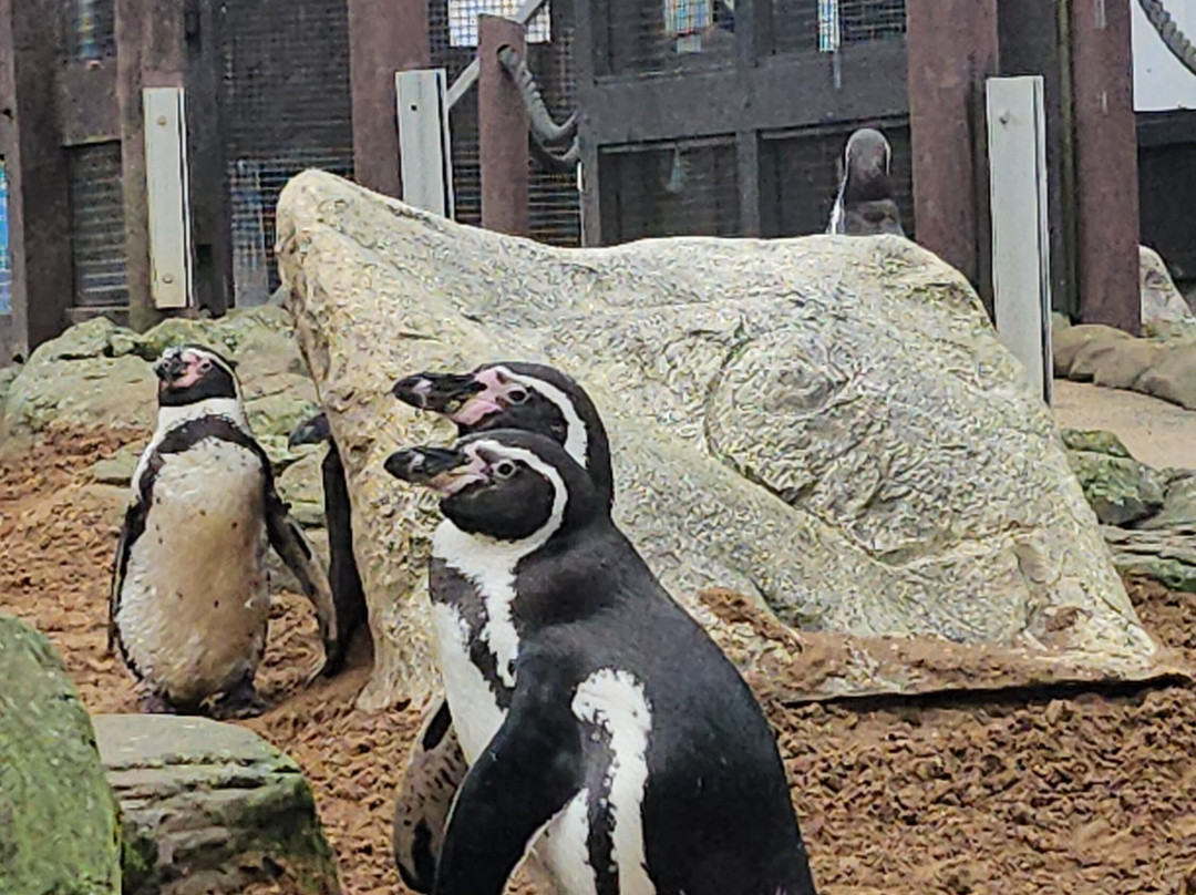Sea Life Scarborough-斯卡伯勒必去景点