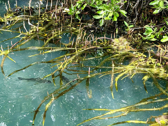 Curaçao Rif Mangrove Park-威廉斯塔德必去景点