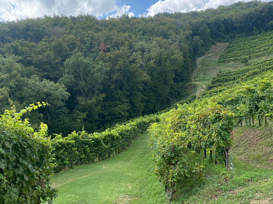 Asolo Manor Wine-阿索洛必去景点