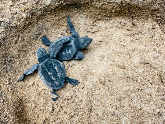 Sea Turtle Farm Galle Mahamodara-加勒必去景点