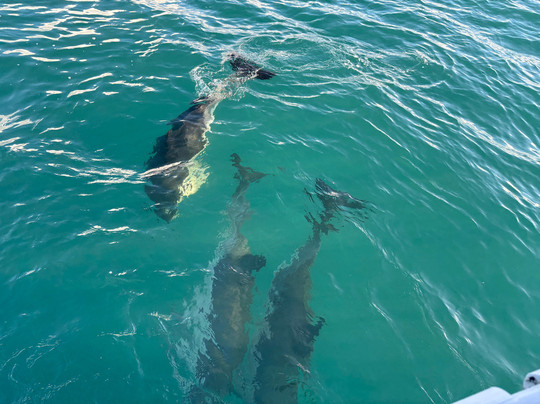 St Ives Boats Dolly P-圣艾维斯必去景点