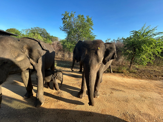 Sanjaya Tours Sri Lanka-锡吉里亚必去景点