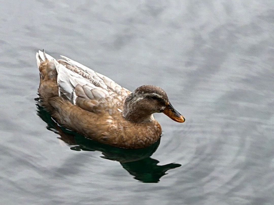 Cedar Lakes Woods & Gardens-Williston必去景点