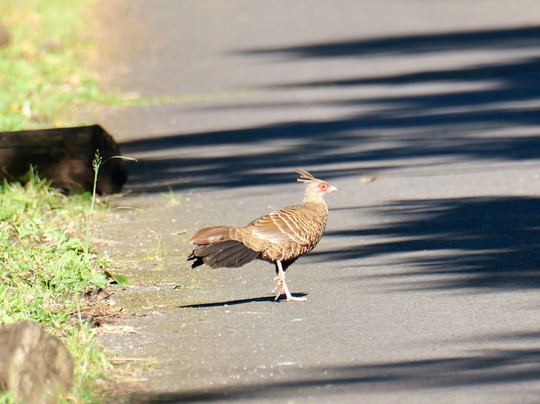Kona Cloud Forest Sanctuary-凯鲁瓦-柯纳必去景点