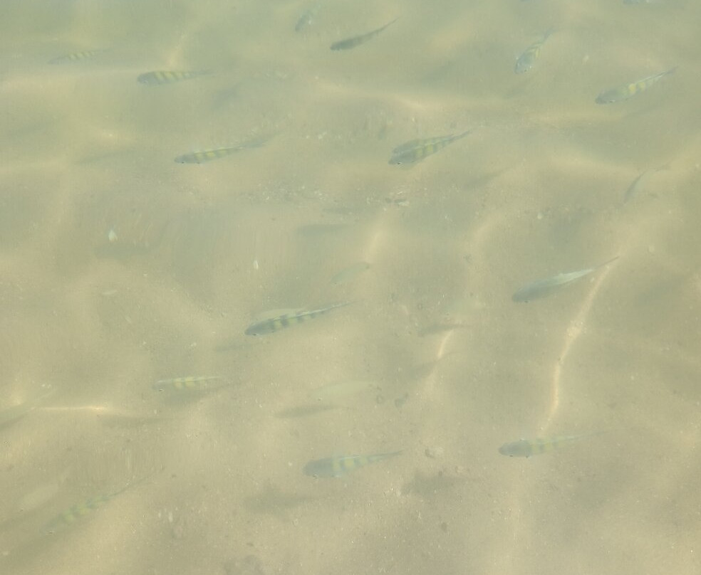 Pedras Miudas Beach-伊利亚贝拉必去景点