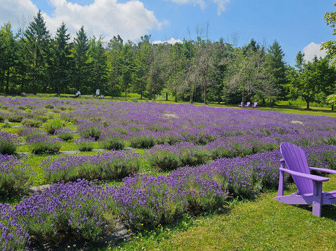 Purple Hill Lavender-Creemore必去景点