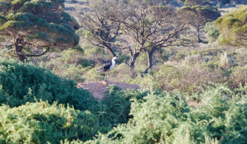 Mundrabilla Roadhouse-官方