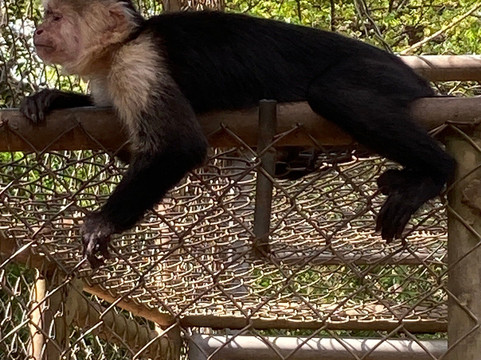 Congo Canopy Tours-Artola必去景点