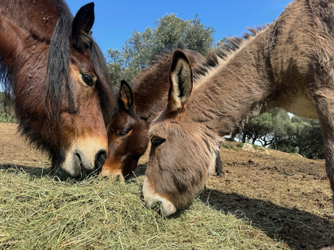 L’Orca agricultura & cavalli