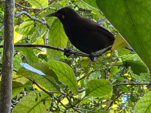 Ulva Island-斯图尔特岛必去景点