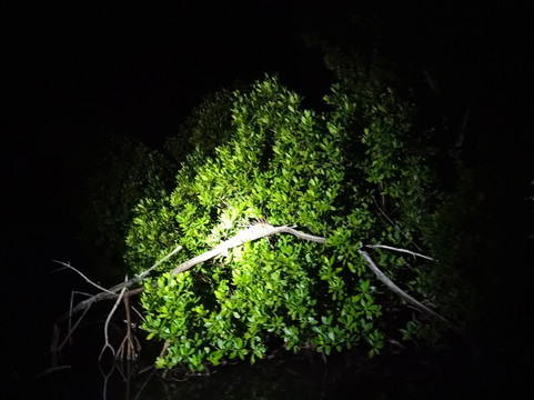 BioIsland-Cabezas必去景点