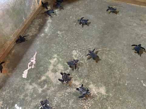Sea Turtle Conservation Project (Koggala)-克拉必去景点