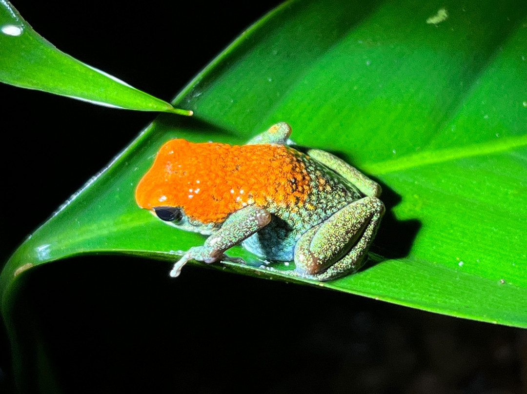 Osa Viva Tours-Puerto Jimenes必去景点