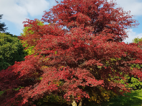 High Beeches Garden-Handcross必去景点