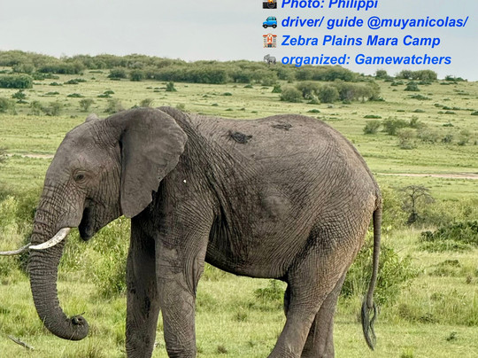 Gamewatchers Safaris-内罗毕必去景点