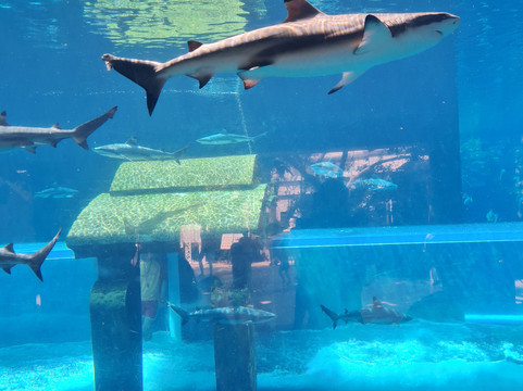 亚特兰蒂斯水世界-三亚市必去景点