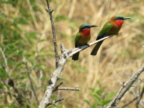 Katella Uganda Safaris-坎帕拉必去景点