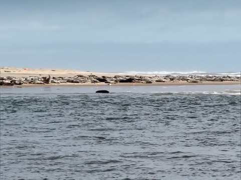Newburgh Seals Beach-Newburgh必去景点