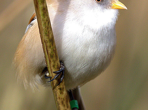 Pensthorpe-Fakenham必去景点