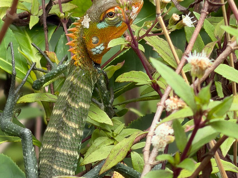 Nipuna Knuckles Trekking-康提必去景点