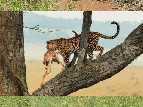 Meijo Safaris-阿鲁沙区必去景点