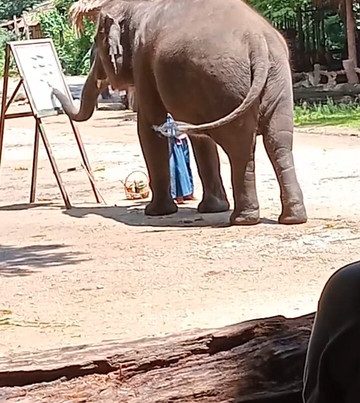 湄特曼大象训练营-夜林必去景点