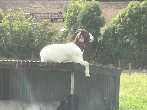 瓦纳卡薰衣草农场-瓦纳卡必去景点