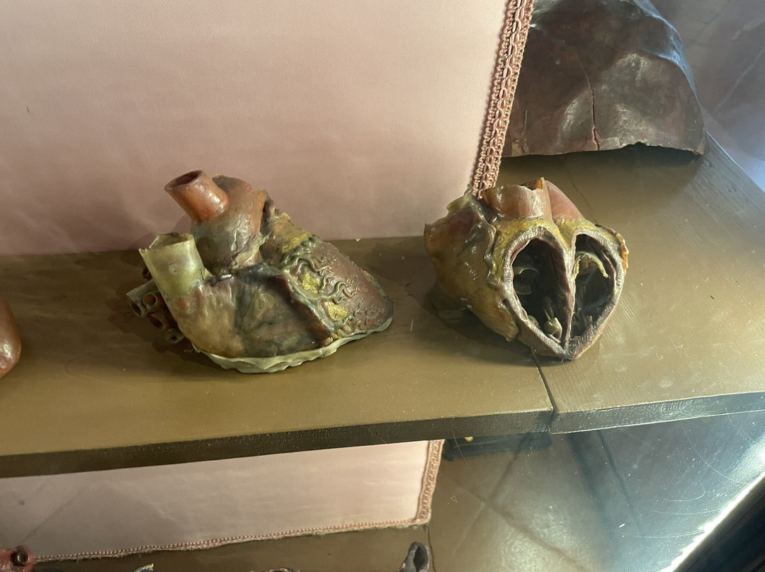 MUSA - Museo Universitario delle Scienze e delle Arti-那不勒斯必去景点