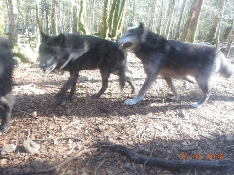 La Maison des Loups-奥尔吕必去景点