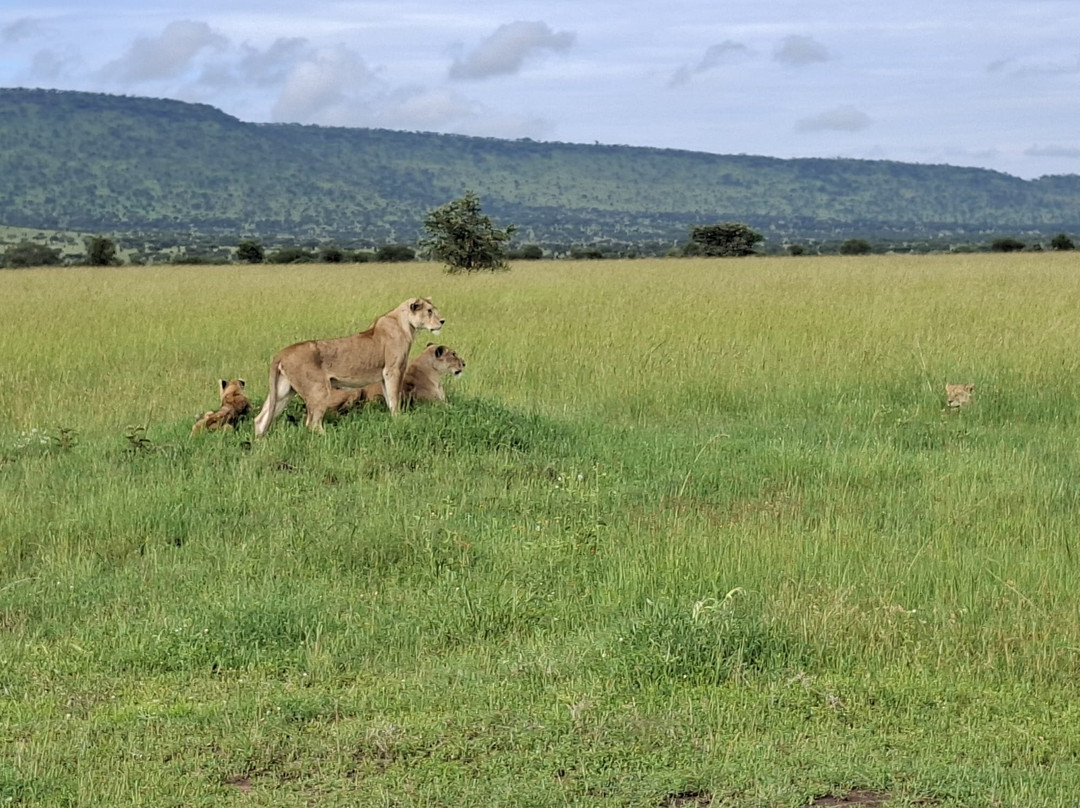 Predators Safari Club-阿鲁沙必去景点