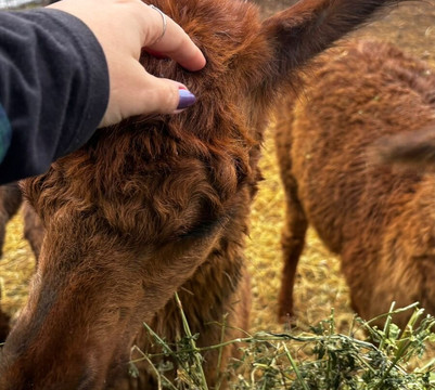 Parque Safari-兰卡瓜必去景点