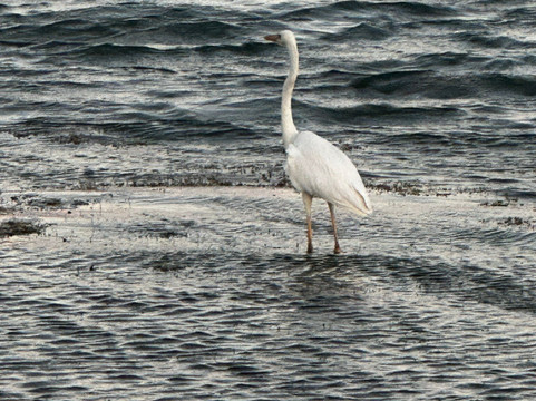 切萨皮克海滩度假村主图