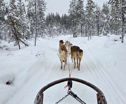 Arctic Circle Husky Park-罗瓦涅米必去景点