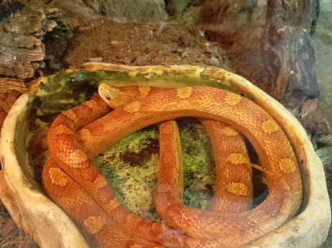 Regional Natural History Museum of Plovdiv-普罗夫迪夫必去景点